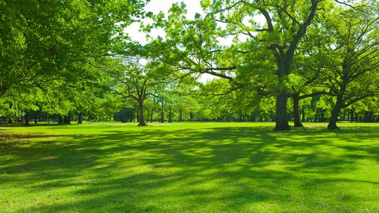 Il valore del verde urbano